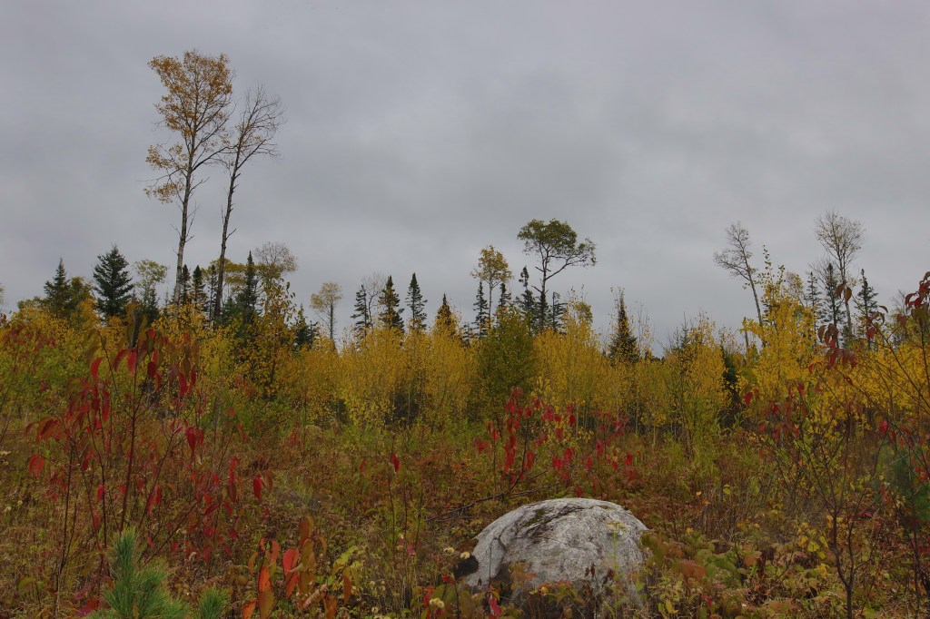 Forested Fall Landscape