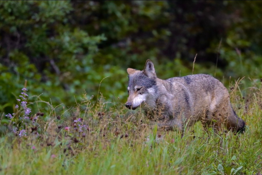 Gray Wolf in Late Summer&nbsp;Wildflowers